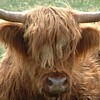 Avatar de l’usuari